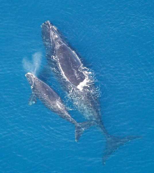 鲸鱼不是鱼而是哺乳动物,其祖先竟和羊差不多