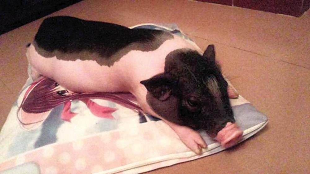 夜读:女子买宠物猪变肥猪