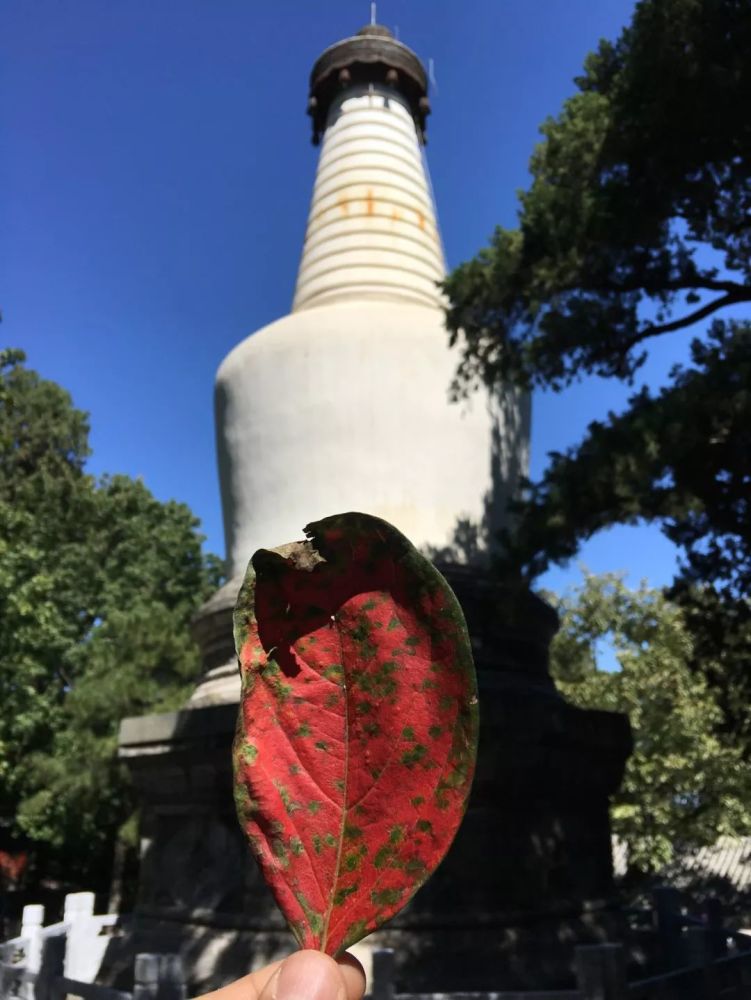 自驾海淀,带女儿再访西山大觉寺,千年古刹值得