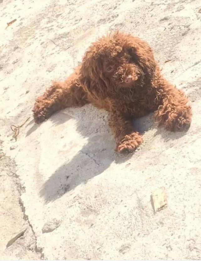 出差把泰迪交给奶奶养,一个月后画风大变,女主