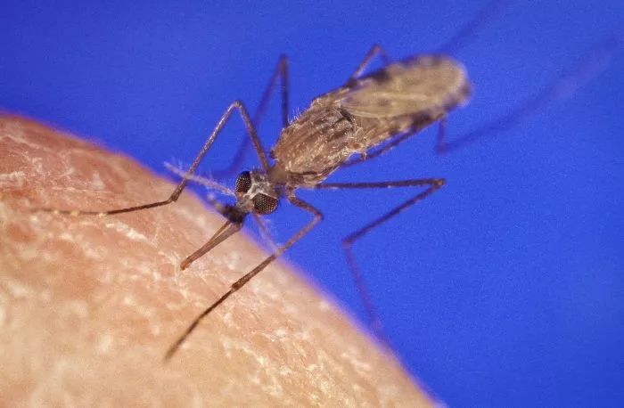 按蚊属(anopheles)的蚊子有一个非常容易辨别的特点,就是 雌 蚊子吸血