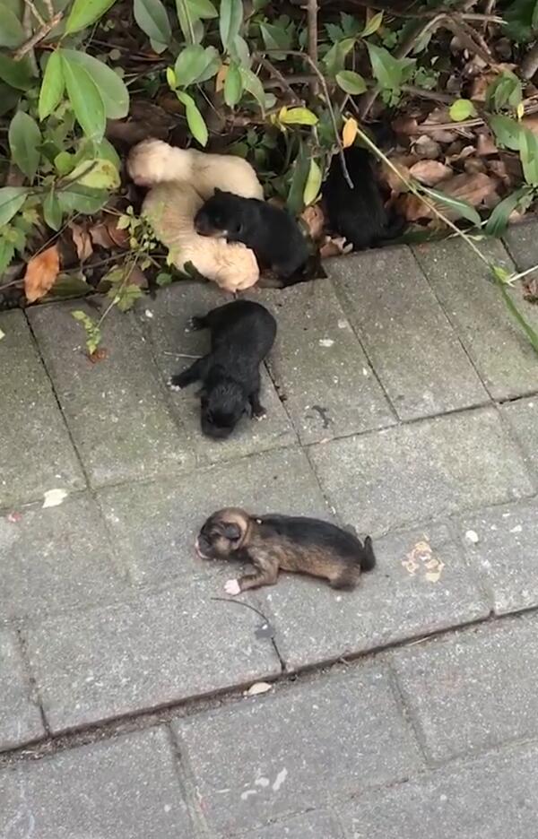 小狗出生就被扔路边,眼睛没睁开,叫声引来路人