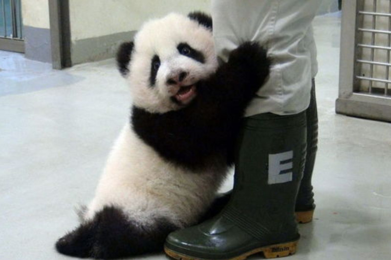 熊猫抱大腿强行撒娇,饲养员:你就是哭我也不会抱你
