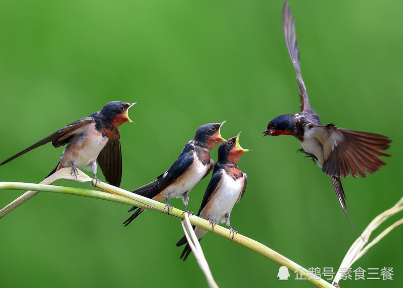 老外热议:中国人爱吃燕窝,为何却不吃燕子?网