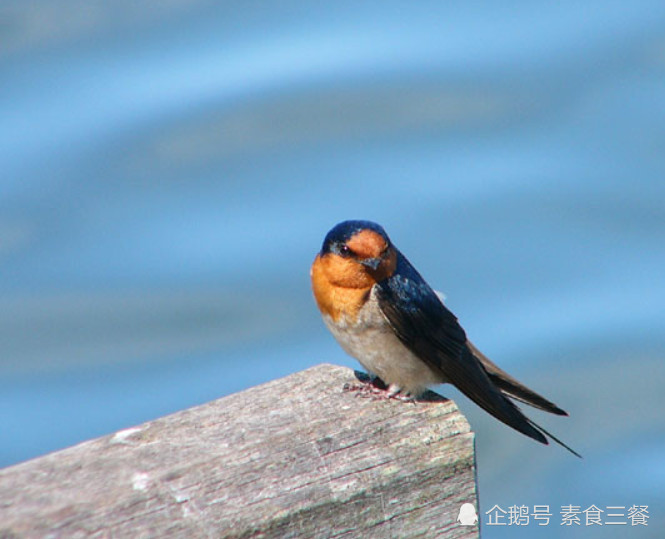 老外热议:中国人爱吃燕窝,为何却不吃燕子?网