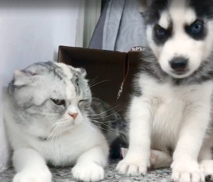二哈与白猫相亲,第一次不好意思靠太近,幸亏主