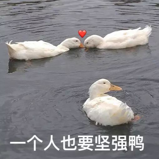 鸭子人口_鸭子卡通图片(3)