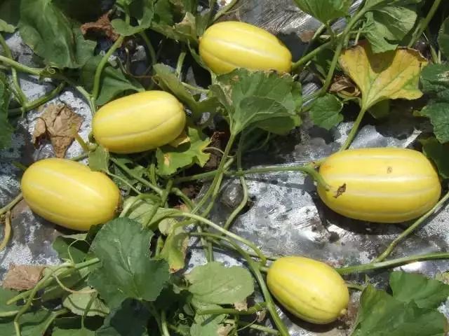 菜瓜, 以前基本上加家家户户都会种的