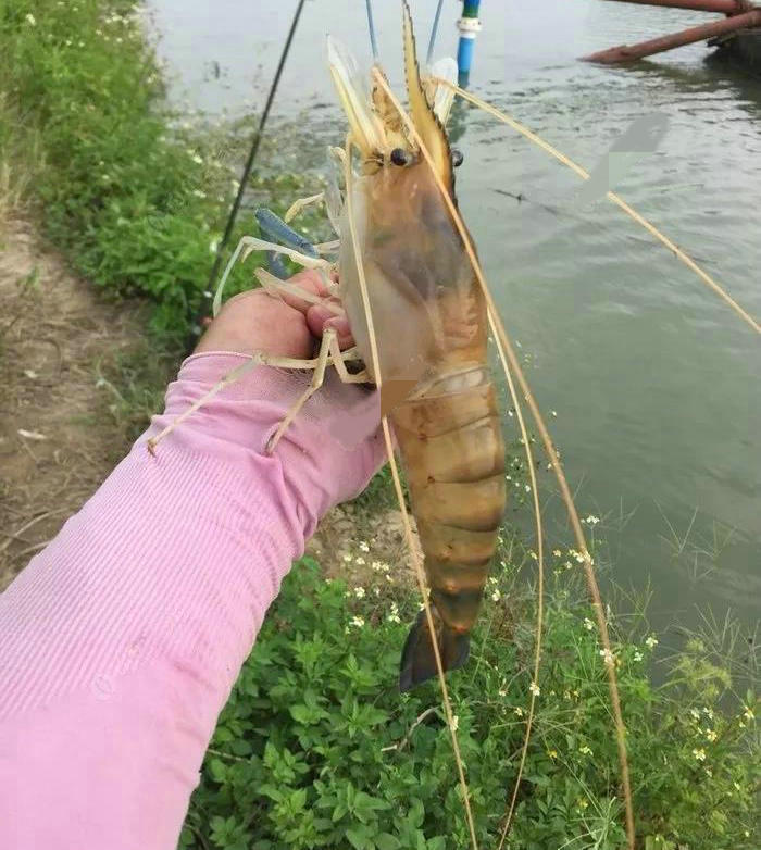 永州河道,钓获巨型大虾,接近一斤重