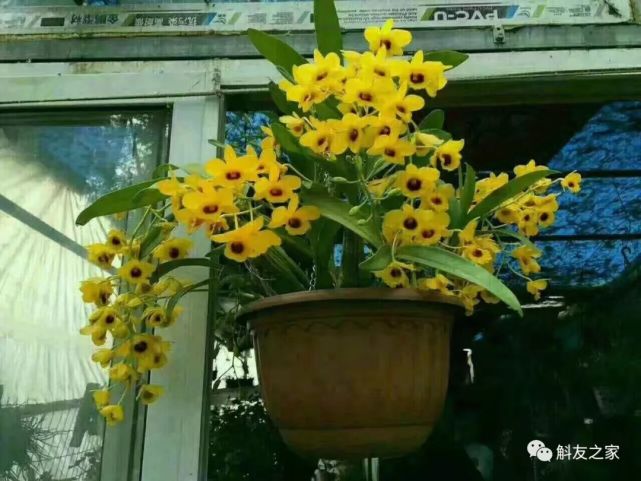 瓣石斛▲美花石斛▲玫瑰石斛▲龙石斛▲流苏石斛▲喇叭唇石斛▲聚石斛