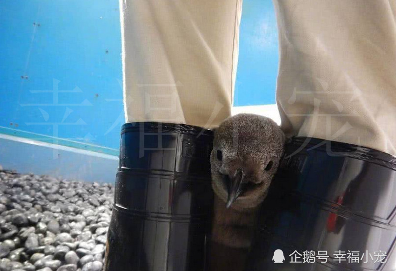 小企鹅只依赖饲养员,钻到他胯下取暖,长大后饲