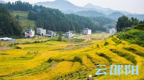 邵阳隆回竹山院风景美如画 金色稻田忙丰收