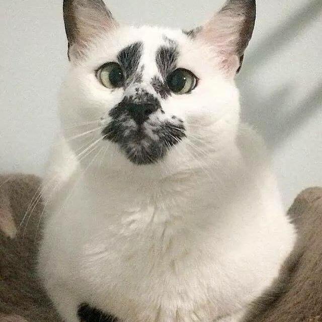 男子晒出自家“丑猫”，天生一双斗鸡眼，网友:丑到忍不住笑喷了