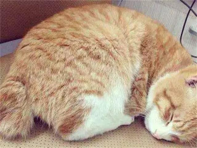 橘猫抱着小主人在睡觉,看清橘猫的动作后主人急了:快
