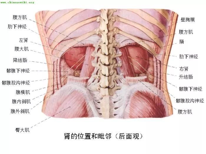 大全集人体内脏器官详细分布图及主要功效