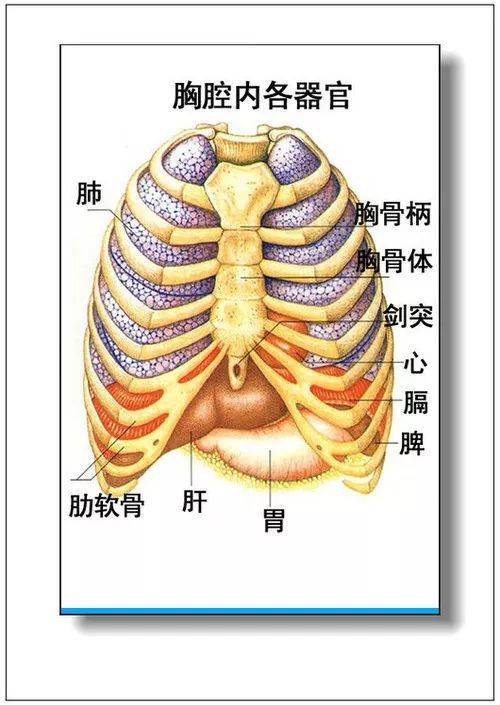 大全集人体内脏器官详细分布图及主要功效