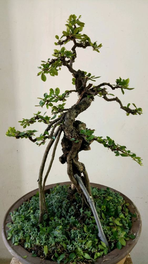 深夜放福利,分享一些小叶鼠李精品盆景,睡不着就来赏