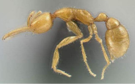 雨林中发现1亿年前火星蚂蚁样本,科学家:它是
