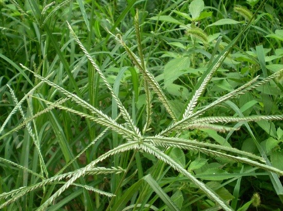 香炉草别名:净瓶,米瓦罐,梅花瓶,面条菜,广皮菜,瓢咀,甜甜菜.