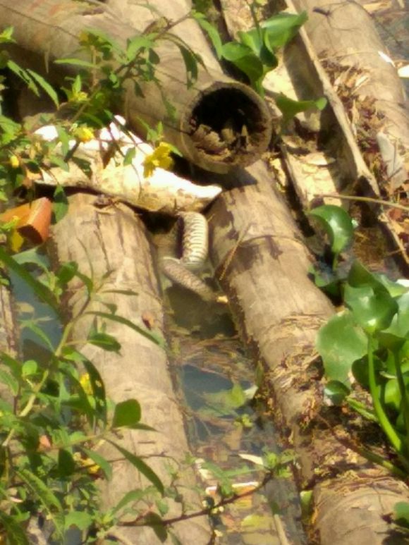 河边钓鱼,却发现成群死蛇,网友:水底有凶物