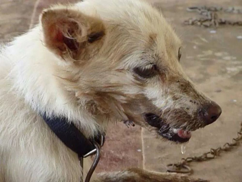 有一位农民在剥疯狗皮时,不小心划破了手指,事后因患了狂犬病而死亡.