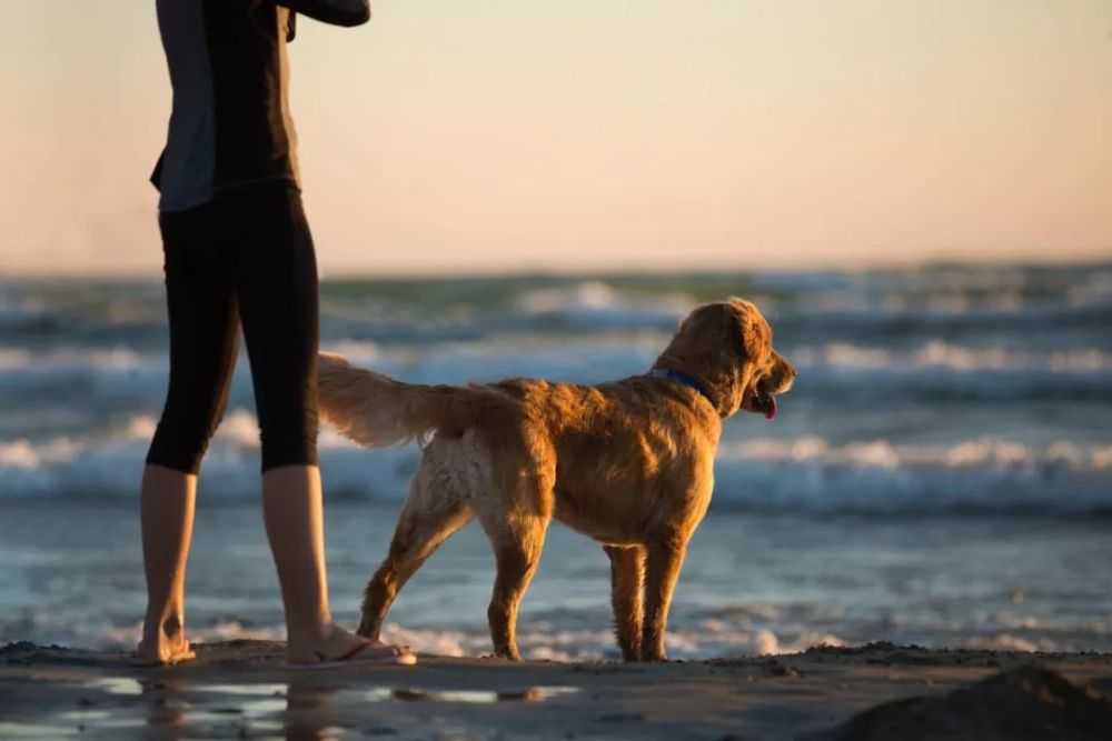 纯种犬的悲哀:你永远不知道我笑容背后的难过