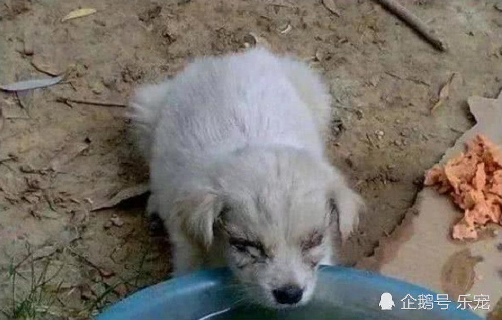 小狗走路总是颤颤巍巍,路人觉得不对劲,跑去低