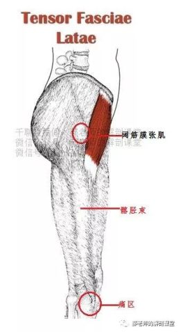 功能解剖学之-阔筋膜张肌