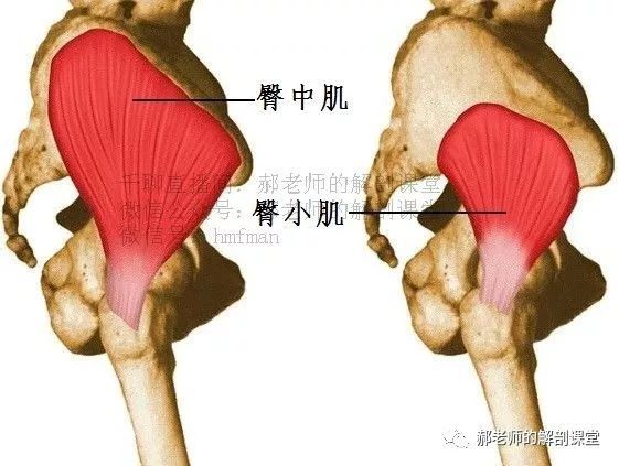 功能解剖学之-阔筋膜张肌