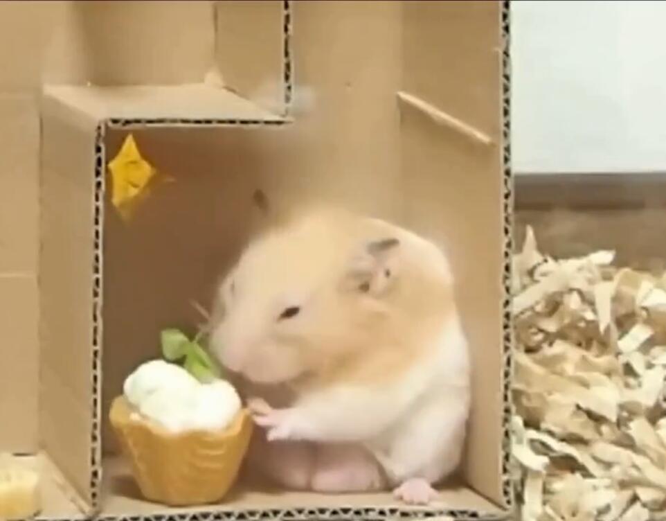 笨笨的仓鼠为了食物竟然智商破表,穿过重重迷宫找吃的