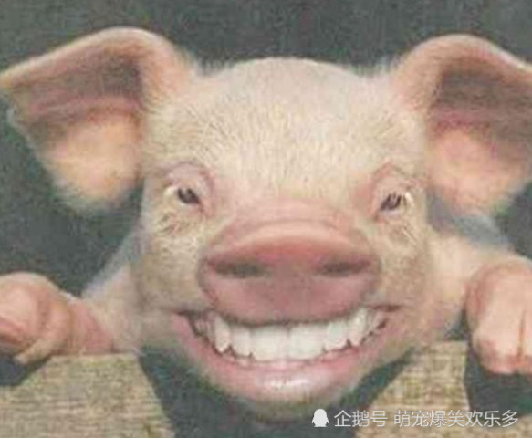 这只猪你笑的就有一点过分了,难道你就是传说中的猪坚强吗?