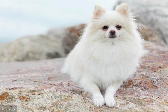 博美犬吃都不胖的5大原因,请不要忽视