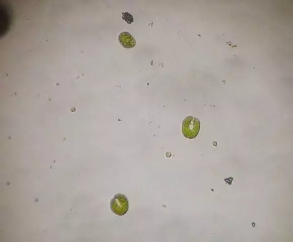 常见淡水藻类图谱