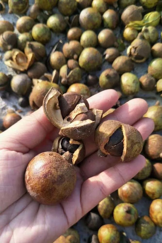客家摘茶籽