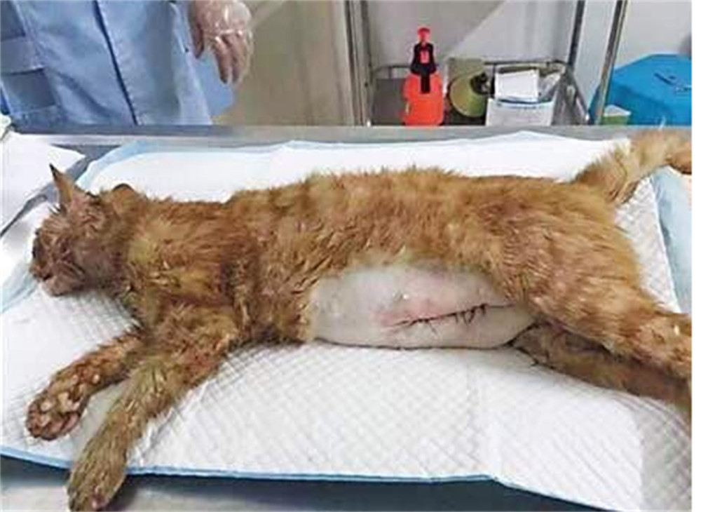 猫妈妈被人狠心摔死,剖腹产出几只小奶猫,众人好心