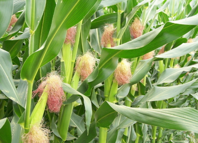 玉米须泡汤喝可治病