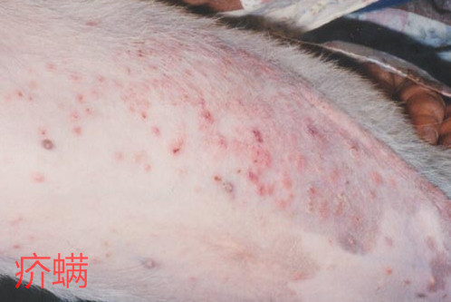 王牌铲屎官 | 狗狗皮肤病久治不愈,原因竟是用错