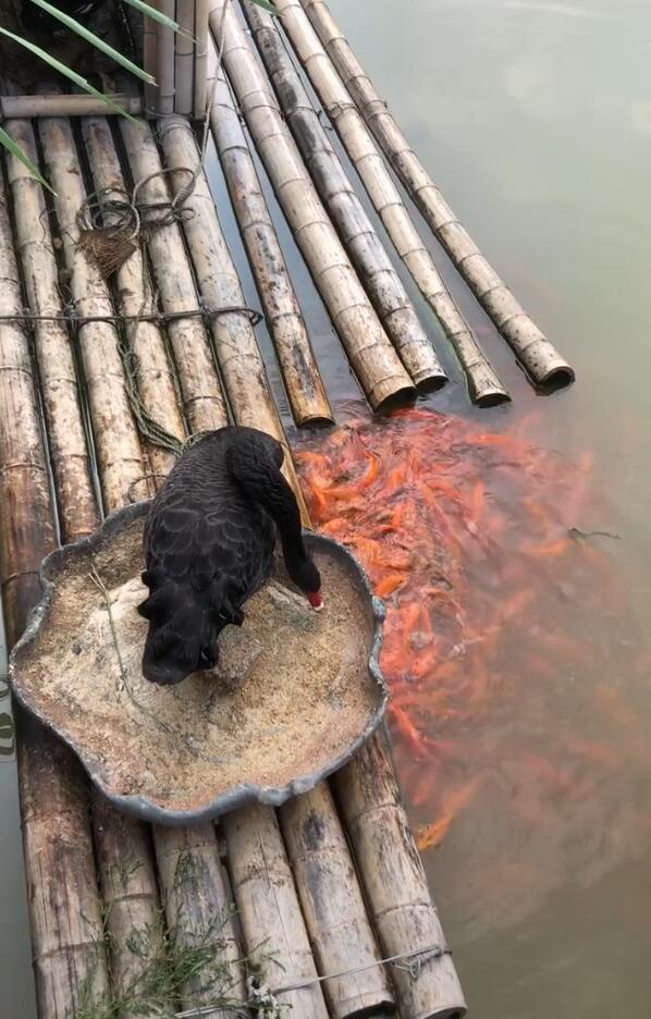 黑天鹅养宠物,吃不完的饭喂鱼,兢兢业业让鱼感