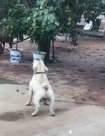 小法斗看上了树上的李子,路人纷纷围观,下一幕