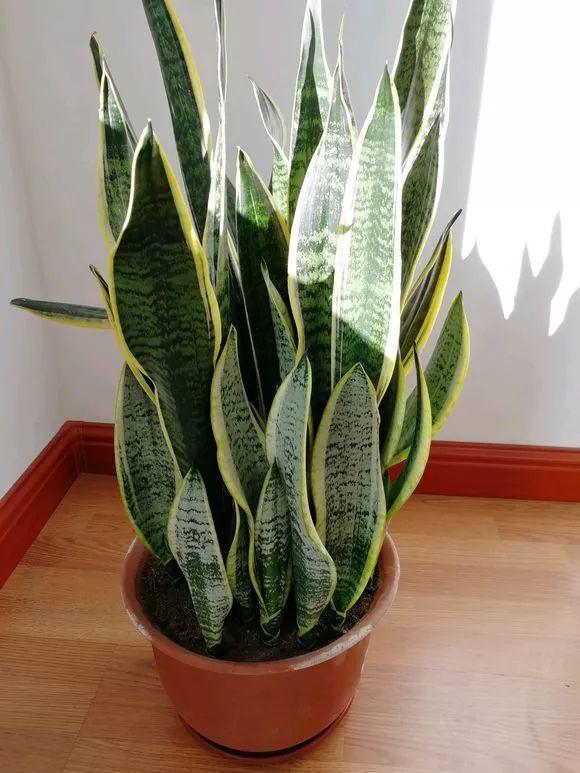 8种懒人花,耐旱又好养,俩月不管照样长得壮实