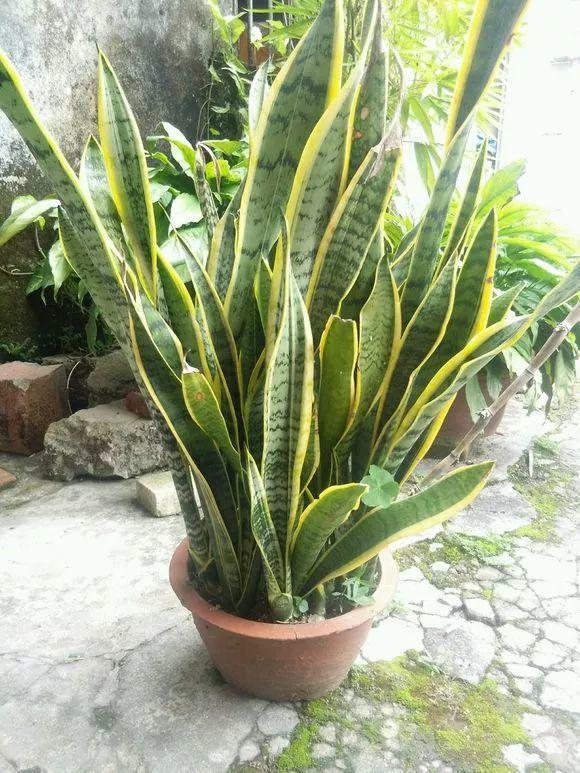 8种懒人花,耐旱又好养,俩月不管照样长得壮实