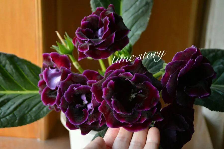 8种懒人花,耐旱又好养,俩月不管照样长得壮实