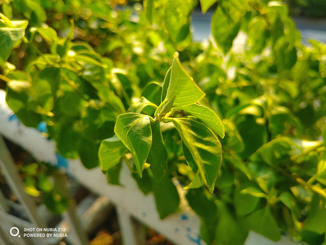 努比亚Z18视频评测:颜值出色 AI相机成像出众