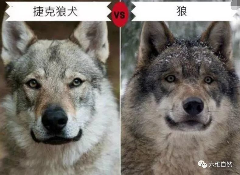 虽然捷克狼犬有禁养命令,但在市场上,往往一只捷克狼犬幼崽就要达到