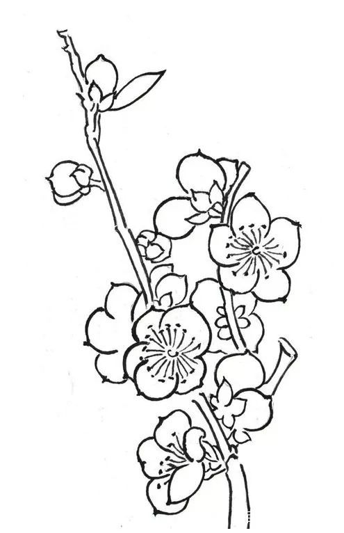 工笔画-梅花与竹子的白描形态