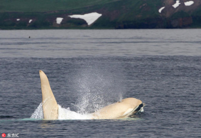 罕见白化虎鲸4年后再次出现