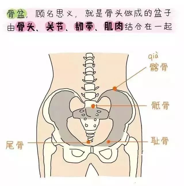 骨盆修复必要性的图解能有产后康复的意识希望麻麻们在看完图解后