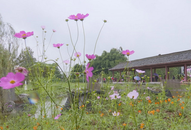 荣昌:秋日风光好 国庆出游闻花香
