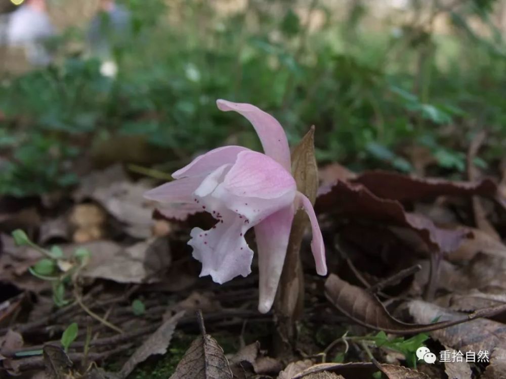 独花兰 独叶兰 | 一花 一叶 一菩提