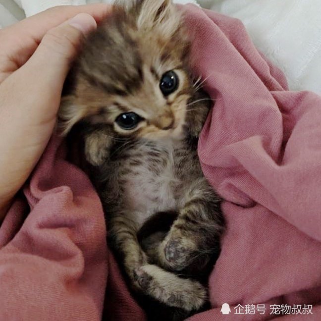 女子后院发现被弃奶猫,后腿畸形无法站立,精心